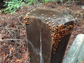 Ladybugs huddling together on a fencepost
